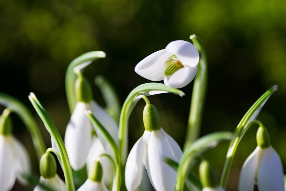 white flowers