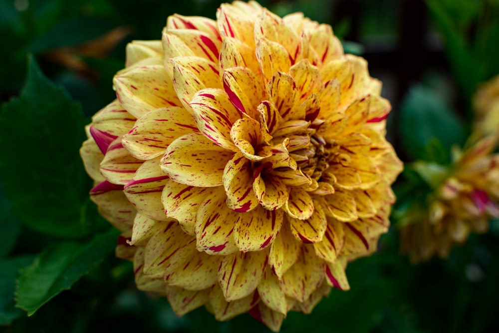 pink and yellow petaled flower