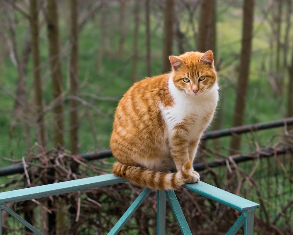 orangefarbene Katze
