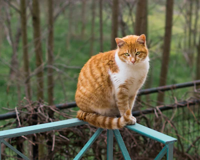 orange cat