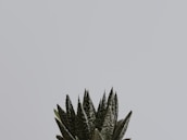 green snake plant