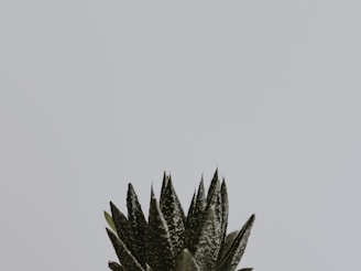 green snake plant