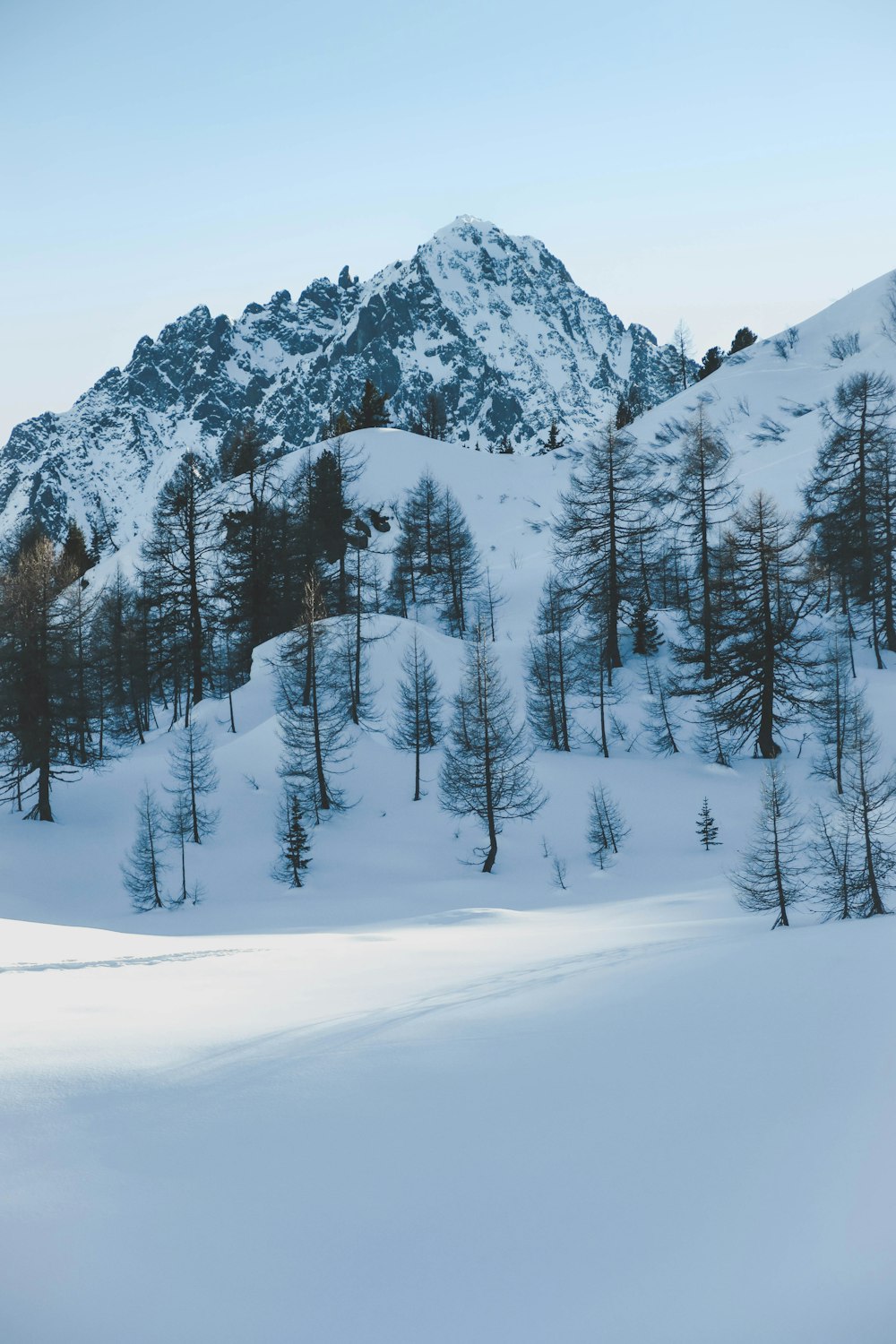 snow covered trees and mountain