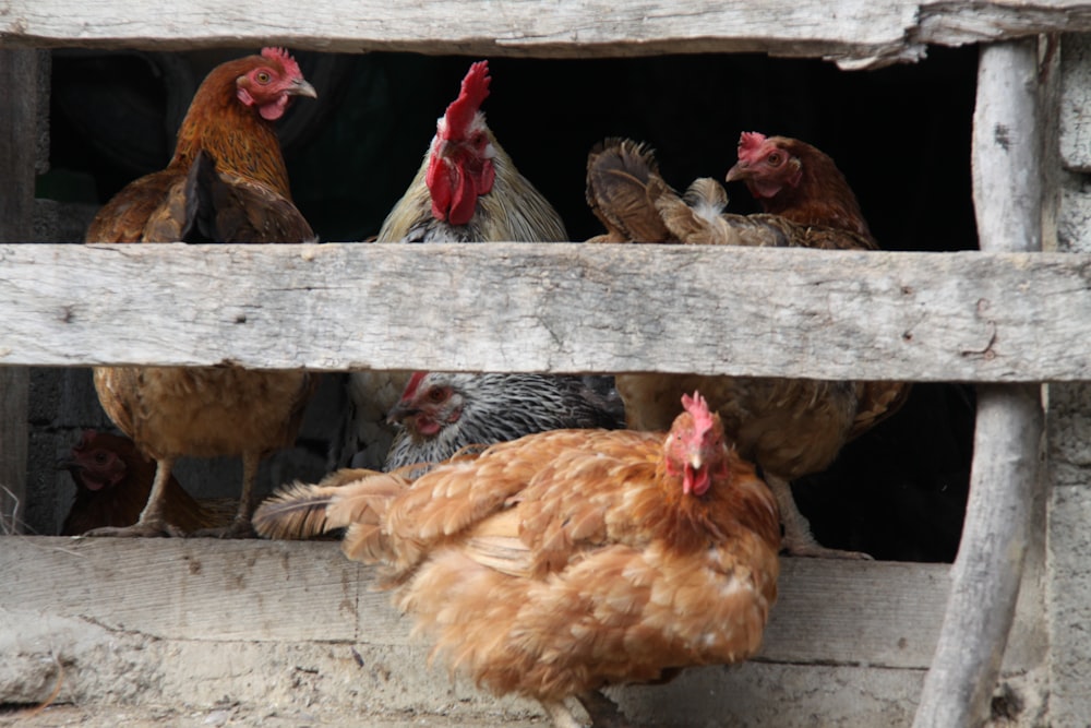 brown hens