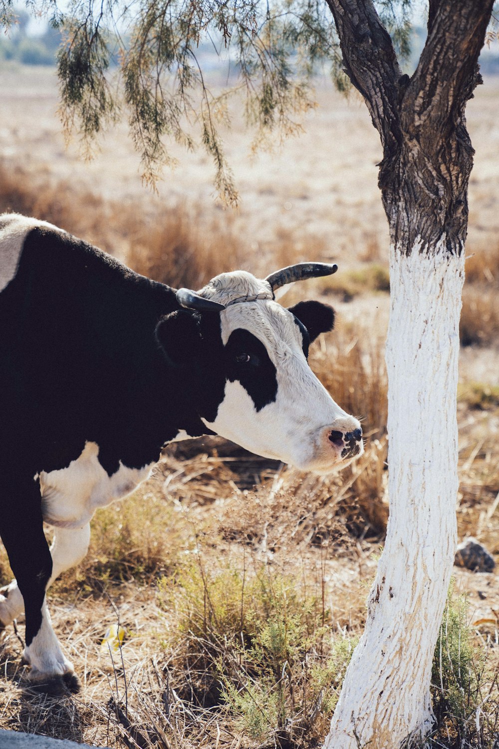 white and black cattle near tree