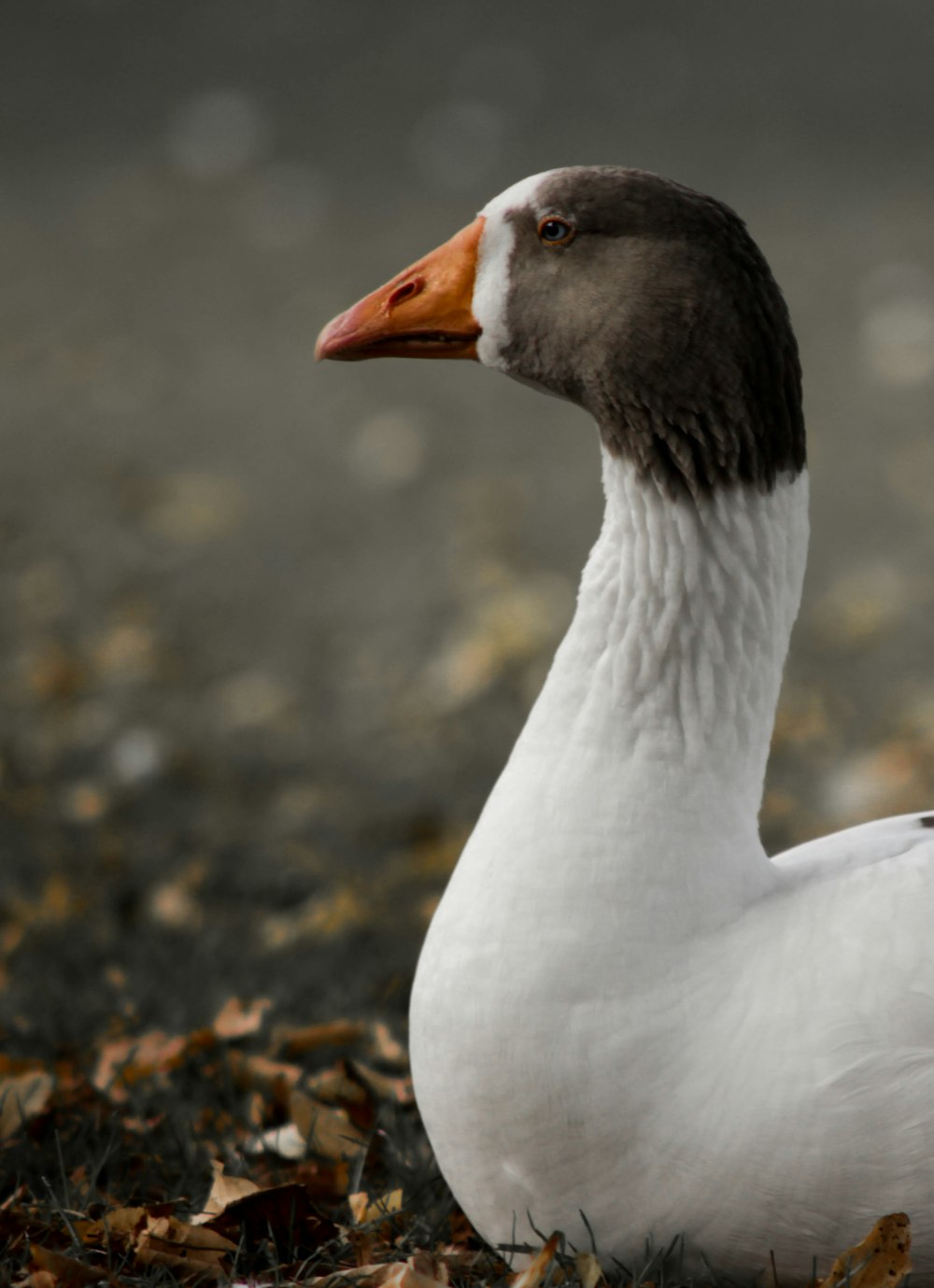 selective focus photography of white and gray goose