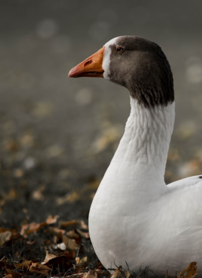 goose image