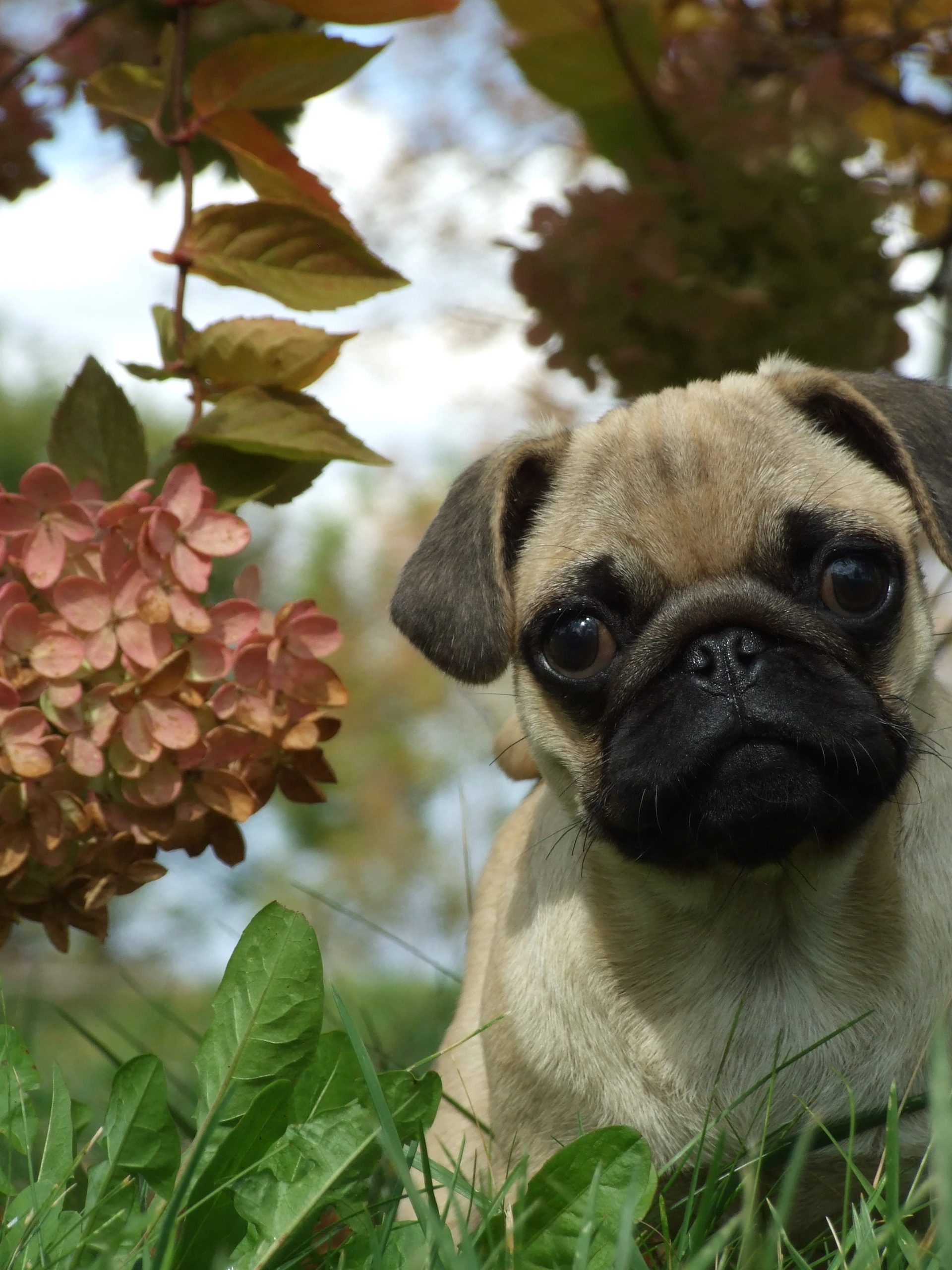 A pug enjoying a sunny afternoon walk in a leafy park, surrounded by vibrant autumn leaves.