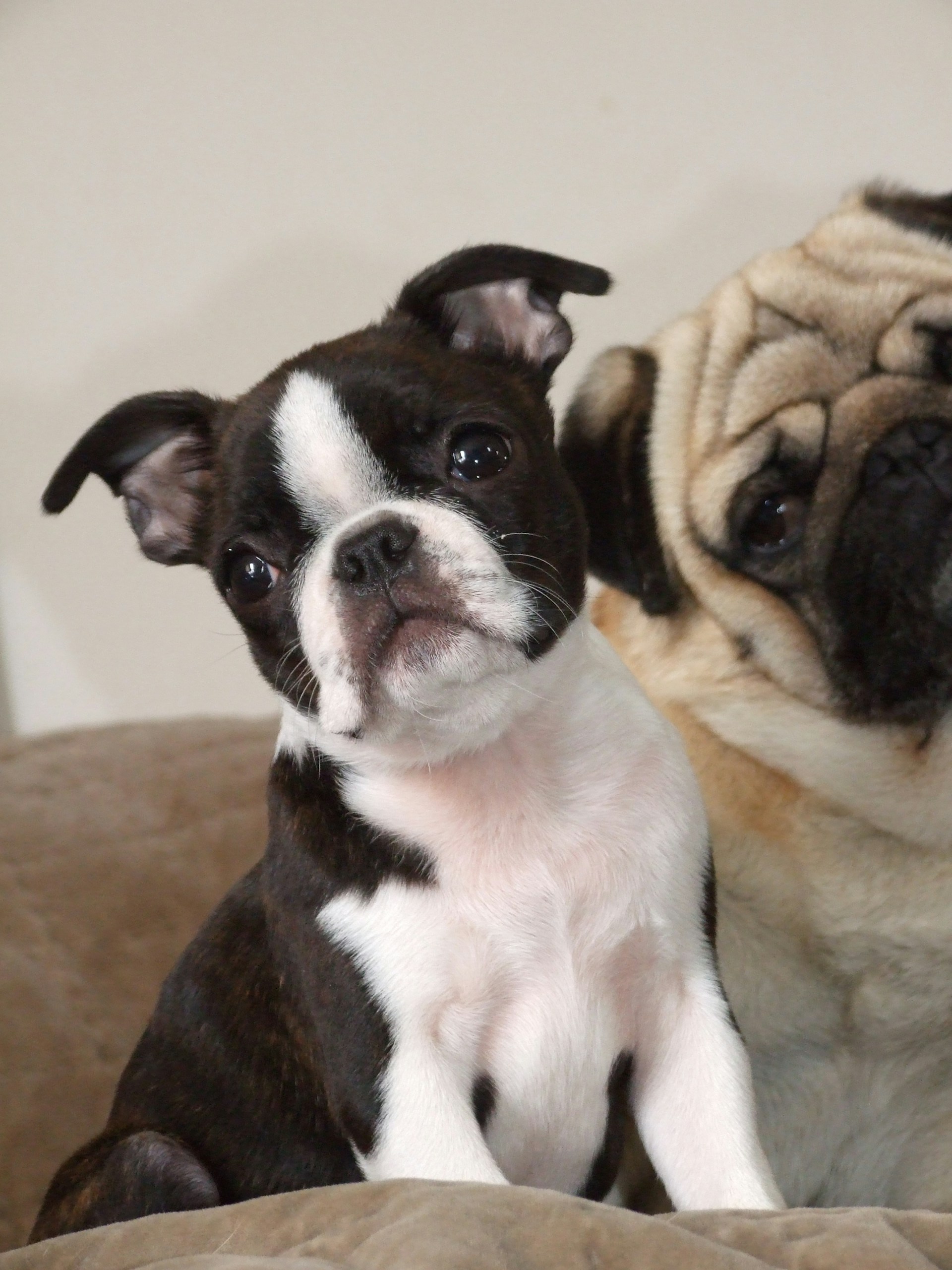 Two dogs are sitting closely together on a soft surface, one appears to be a Boston Terrier with a black and white coat, and the other is a Pug with a light brown and wrinkled face. Both dogs have expressive faces and seem to be looking directly at the camera.