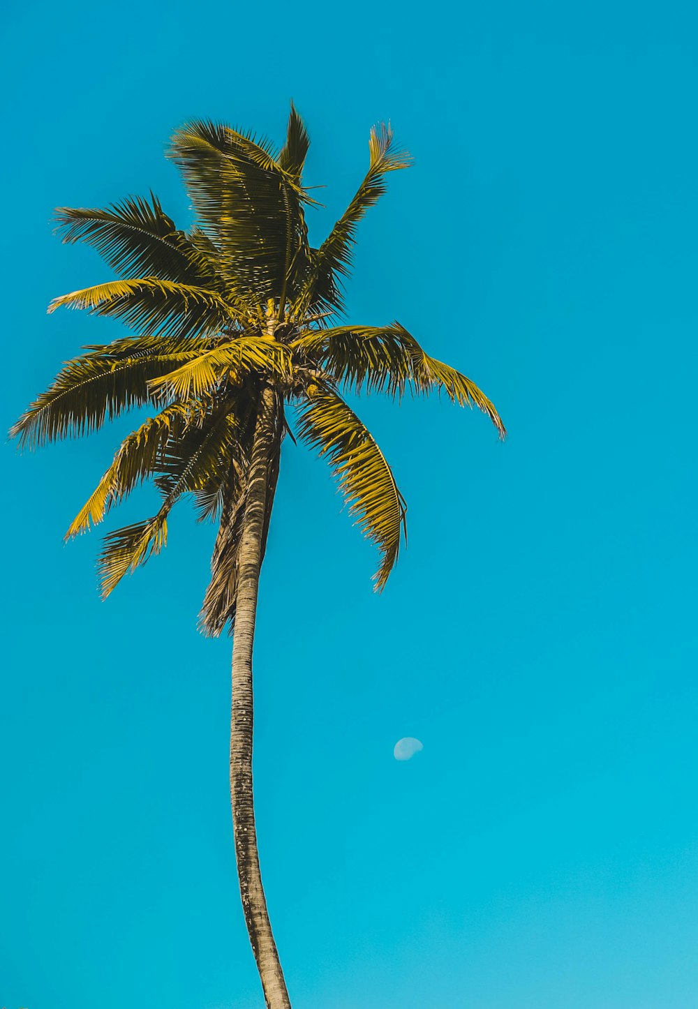 Palm Tree Wallpapers: Free HD Download [500+ HQ]