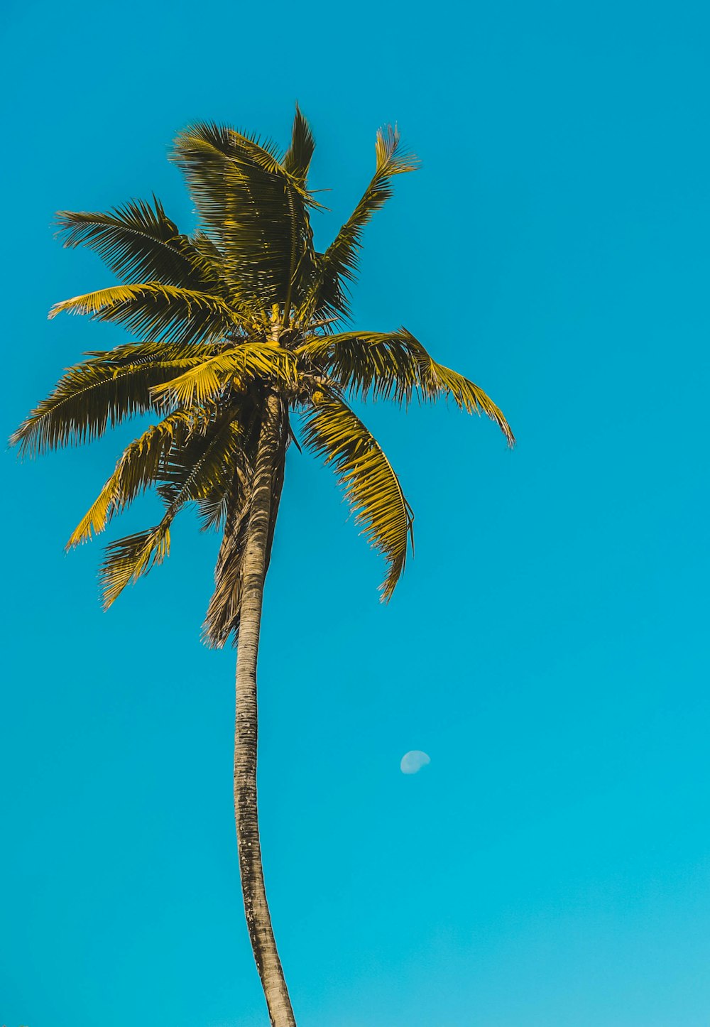 green palm tree under blue sky