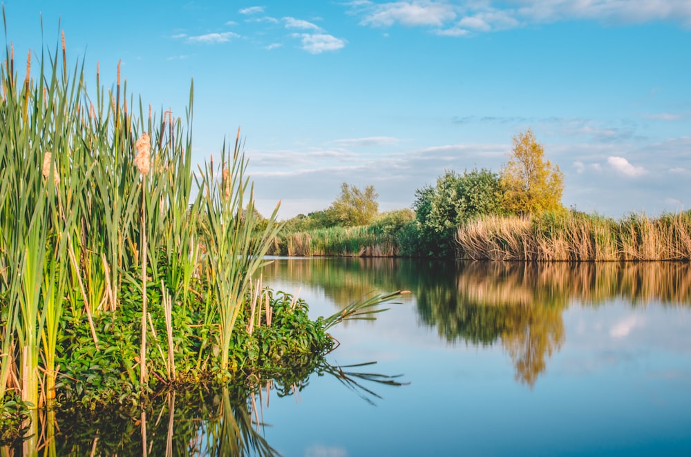 body of water and grass