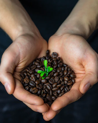 A close-up of fresh coffee beans resting on rich soil, symbolizing growth and sustainability.