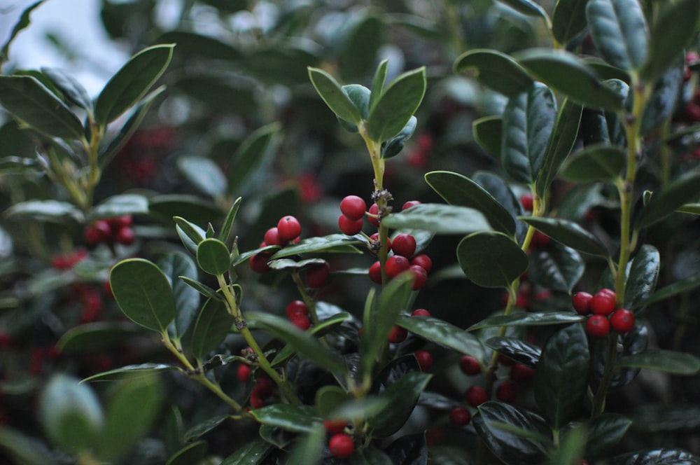 green-leafed plant