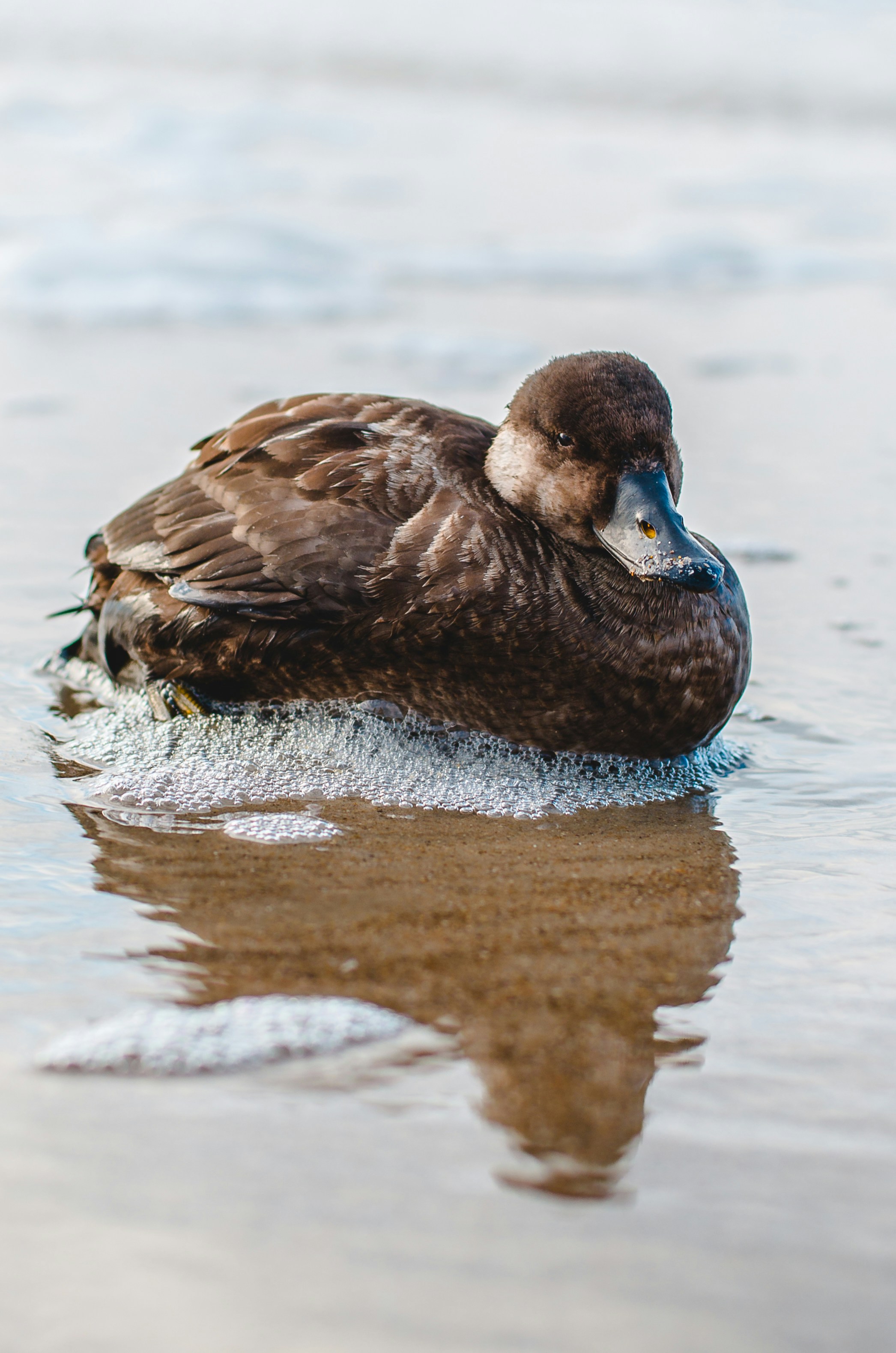 brown duck on shore