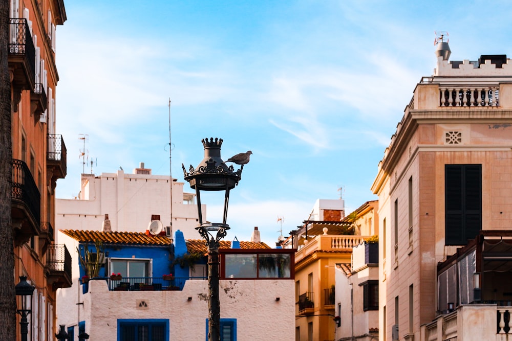 bird perching on light post during daytime