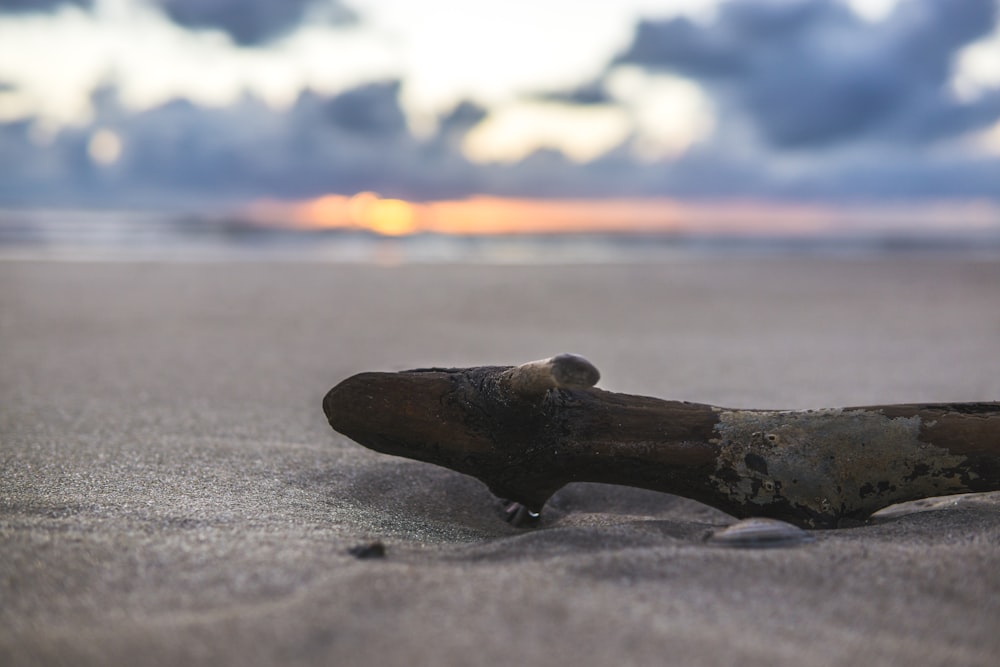 driftwood and sand