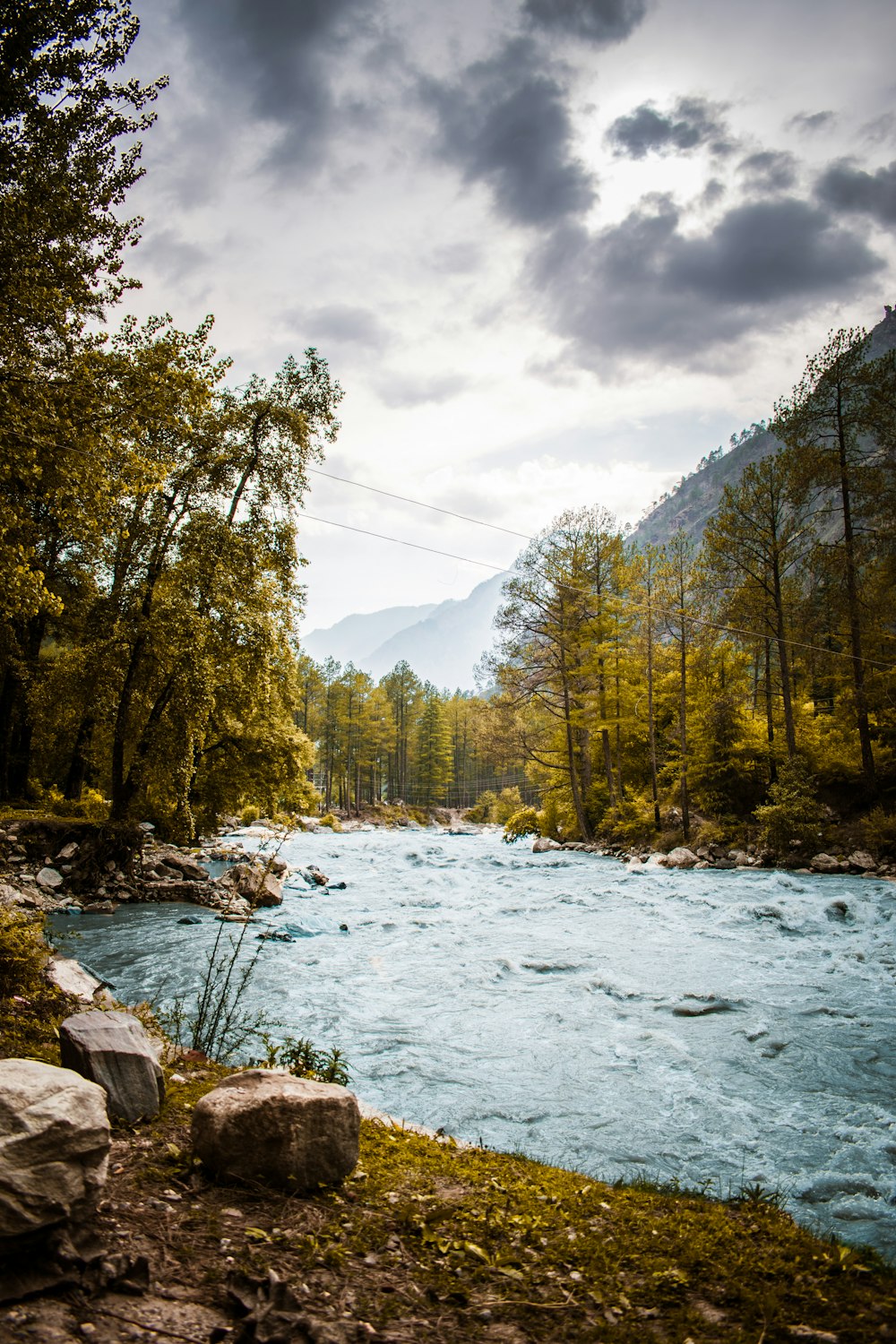 flowing river with trees on bank during daytime