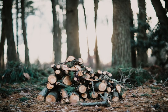 chop log lot under tree