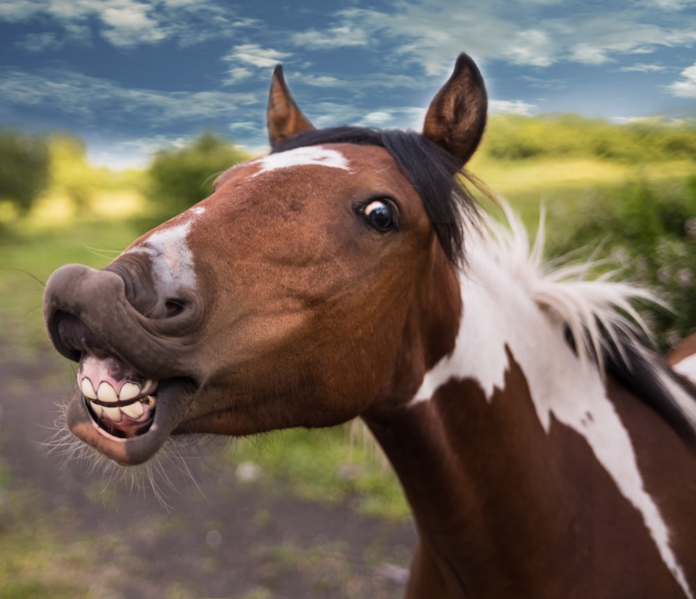 close-up photography of brown horse