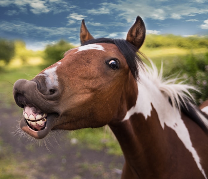 Horse Racing