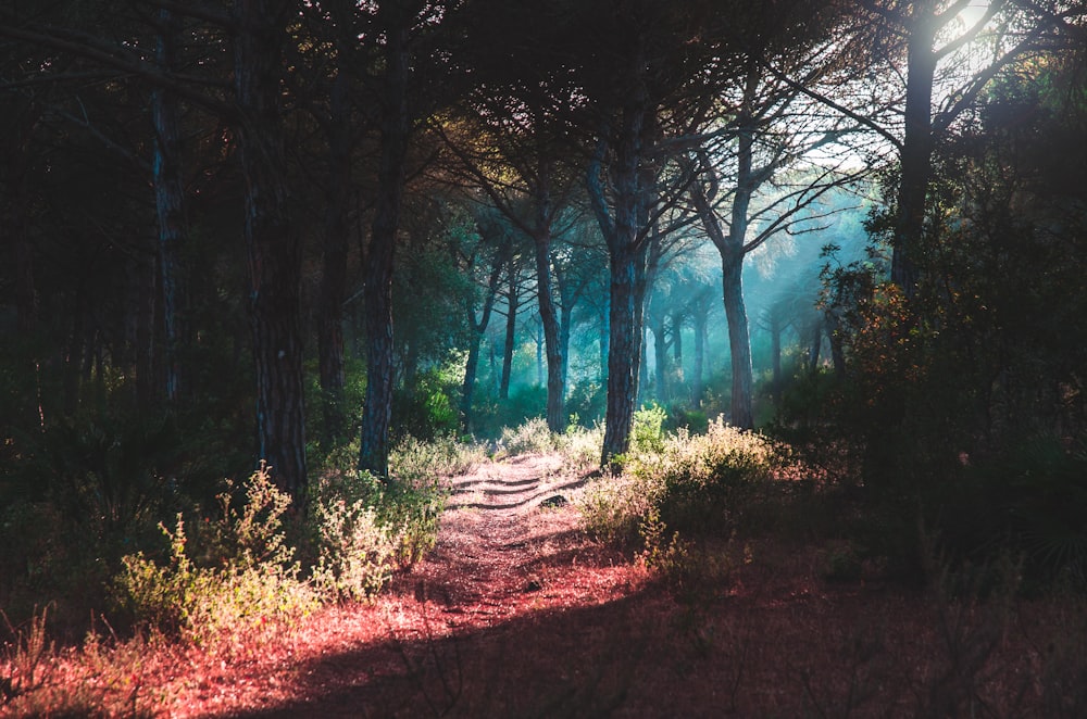 sunlight rays on green grass, plants and trees