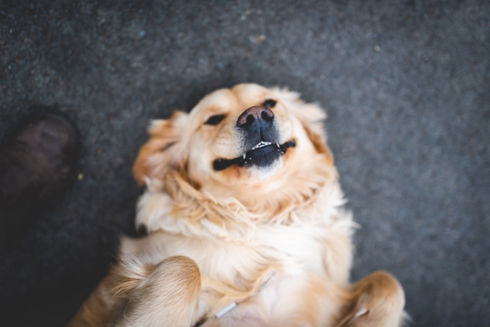 adult cream golden retriever laying on floor