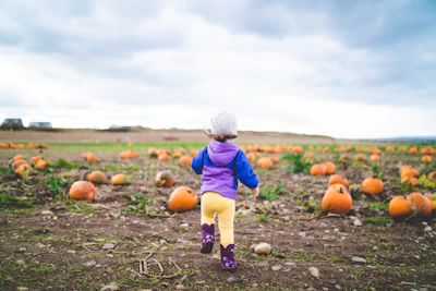 A toddler dressed for fall standing among pumpkins