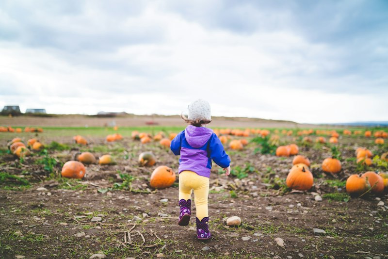 A toddler in a puffy purple jacket walking through a pumpkin patch