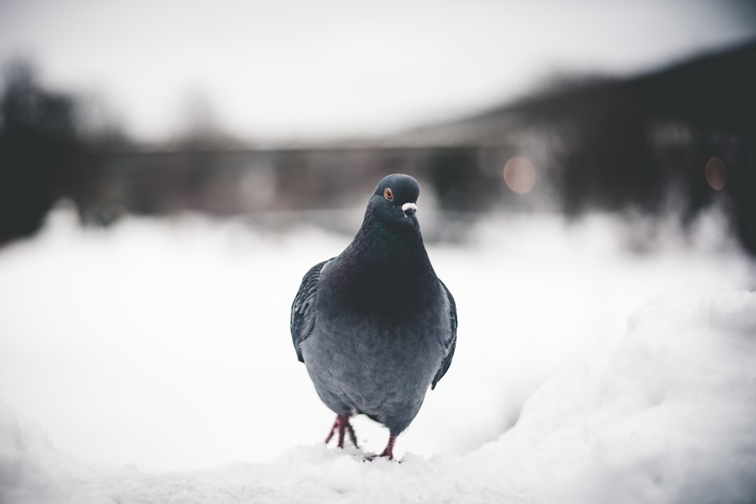 black pigeon on snow field
