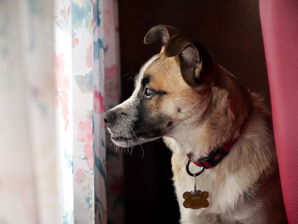 short-coated tan dog near window