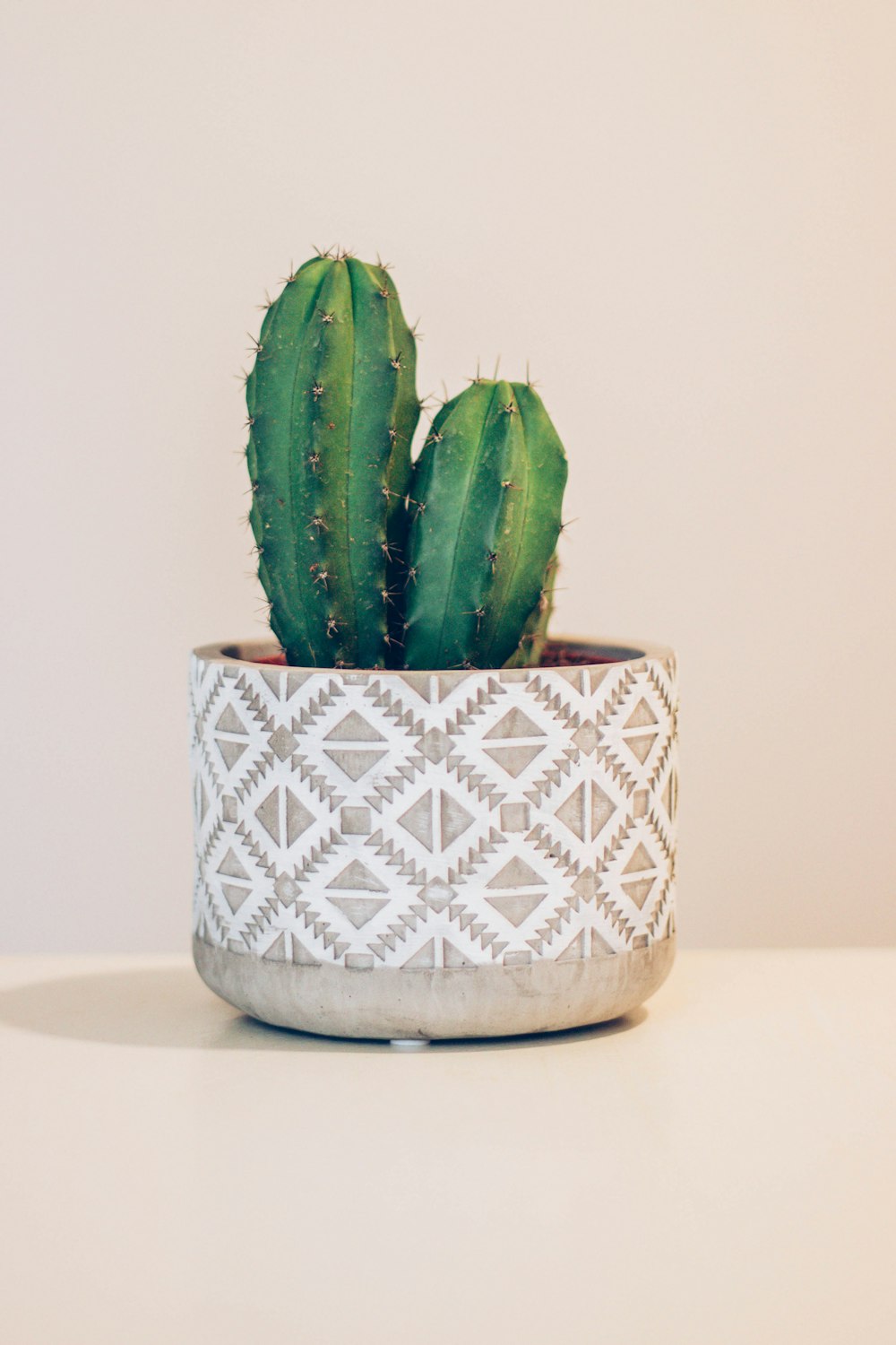 green cactus in beige and white pot