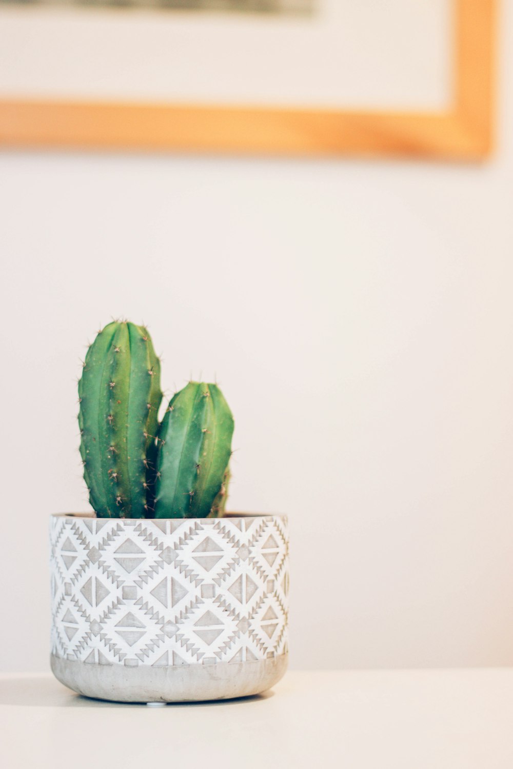 plante de cactus vert sur panneau blanc