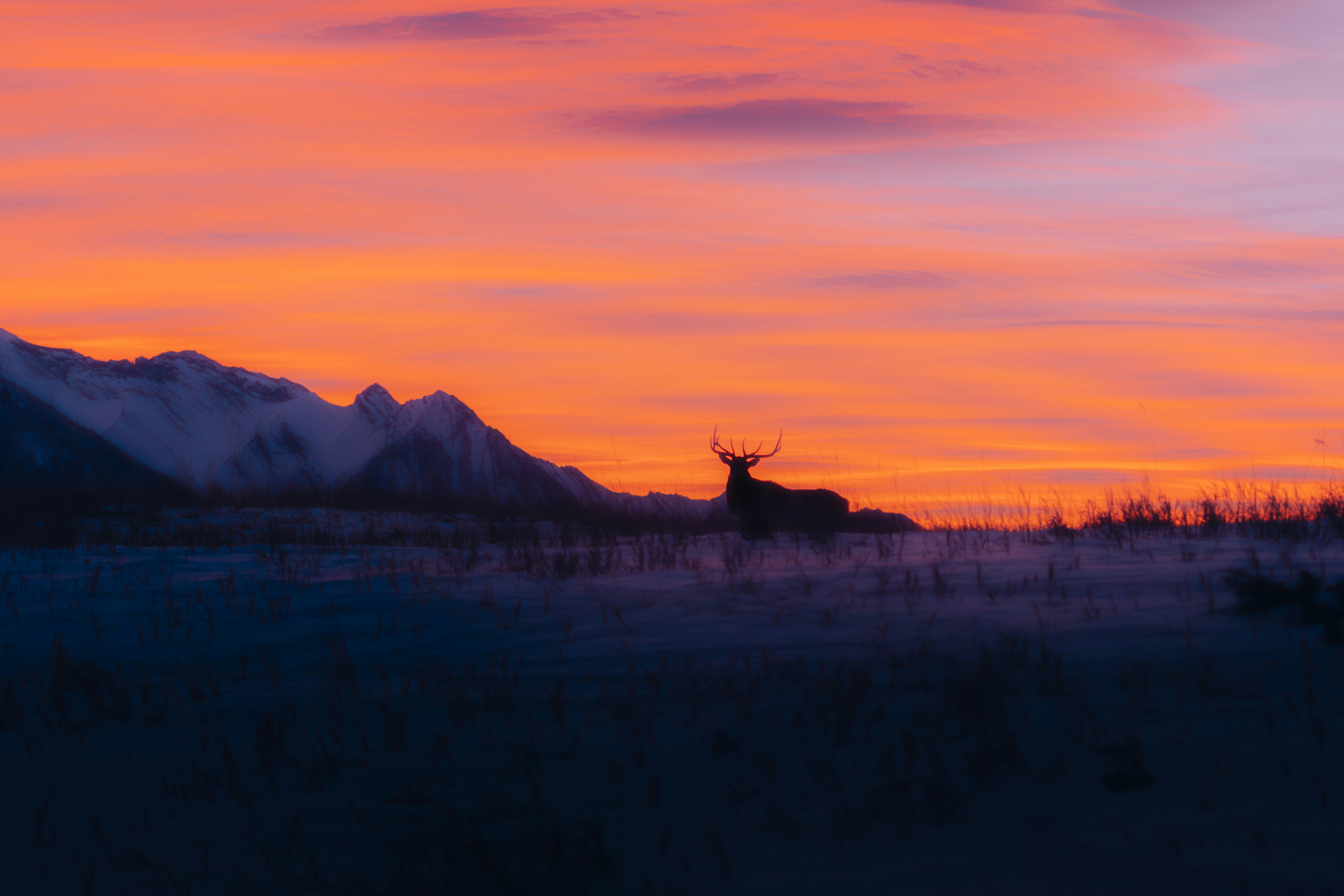 Majestic Forest Stag