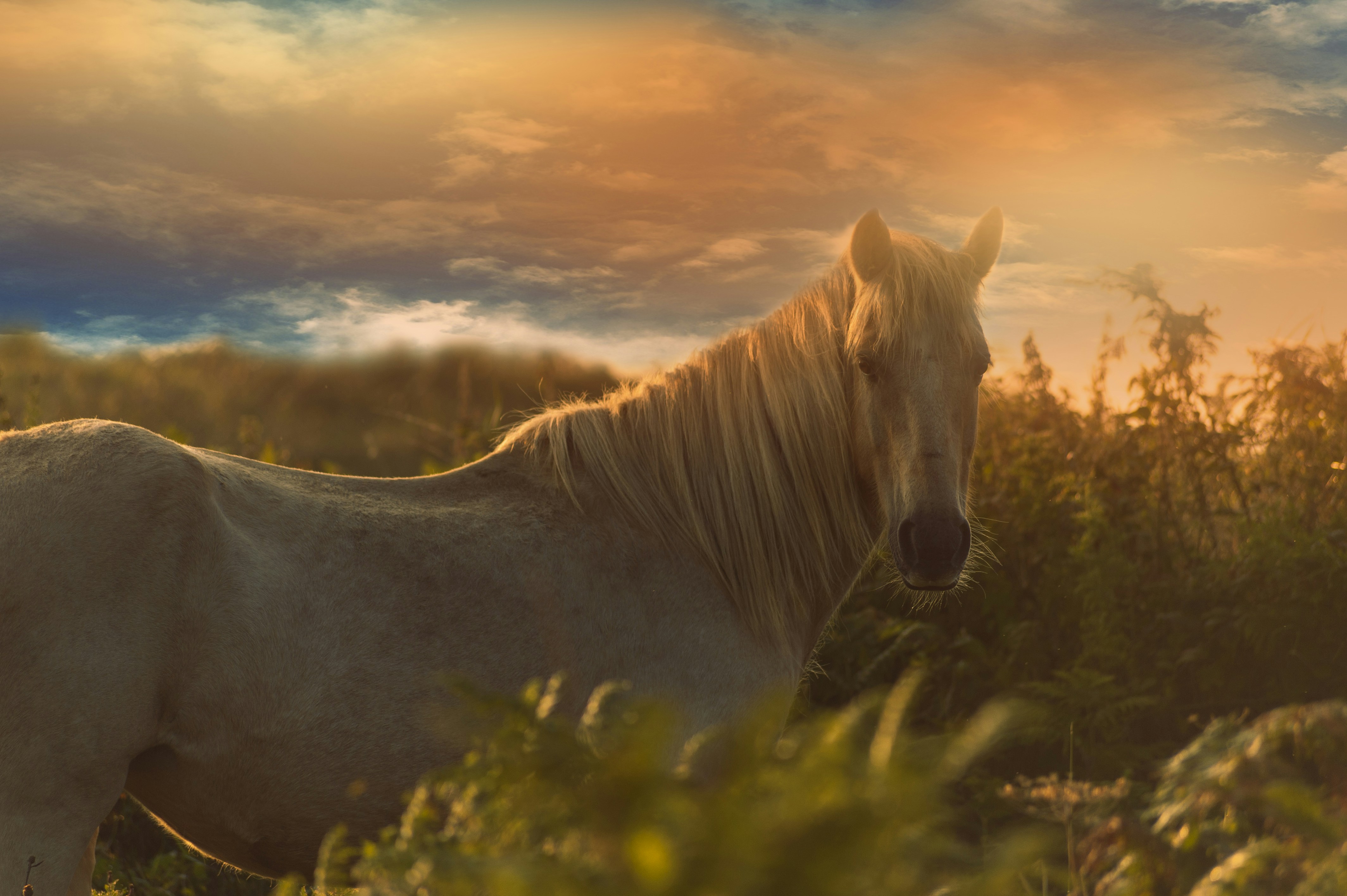 50+ Inspiring Messages for "If Wishes Were Horses" to Lift Your Spirits