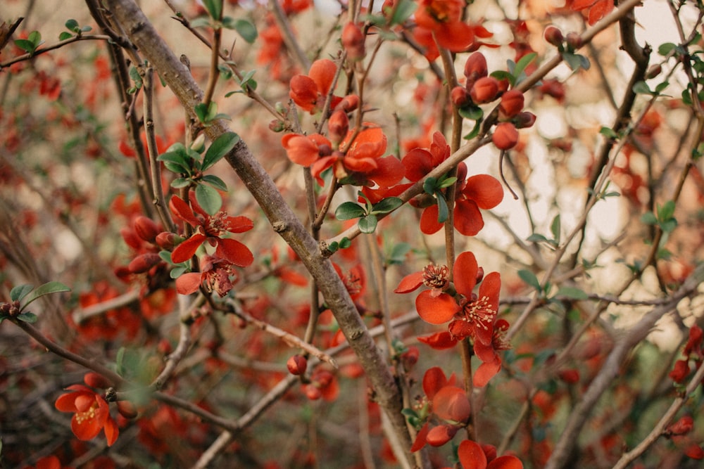 selective focus photography of orange-leafed plant