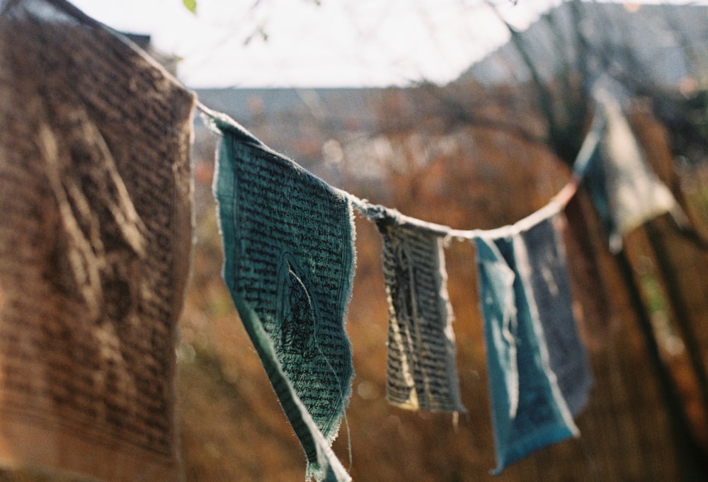 selective focus photography of bunting