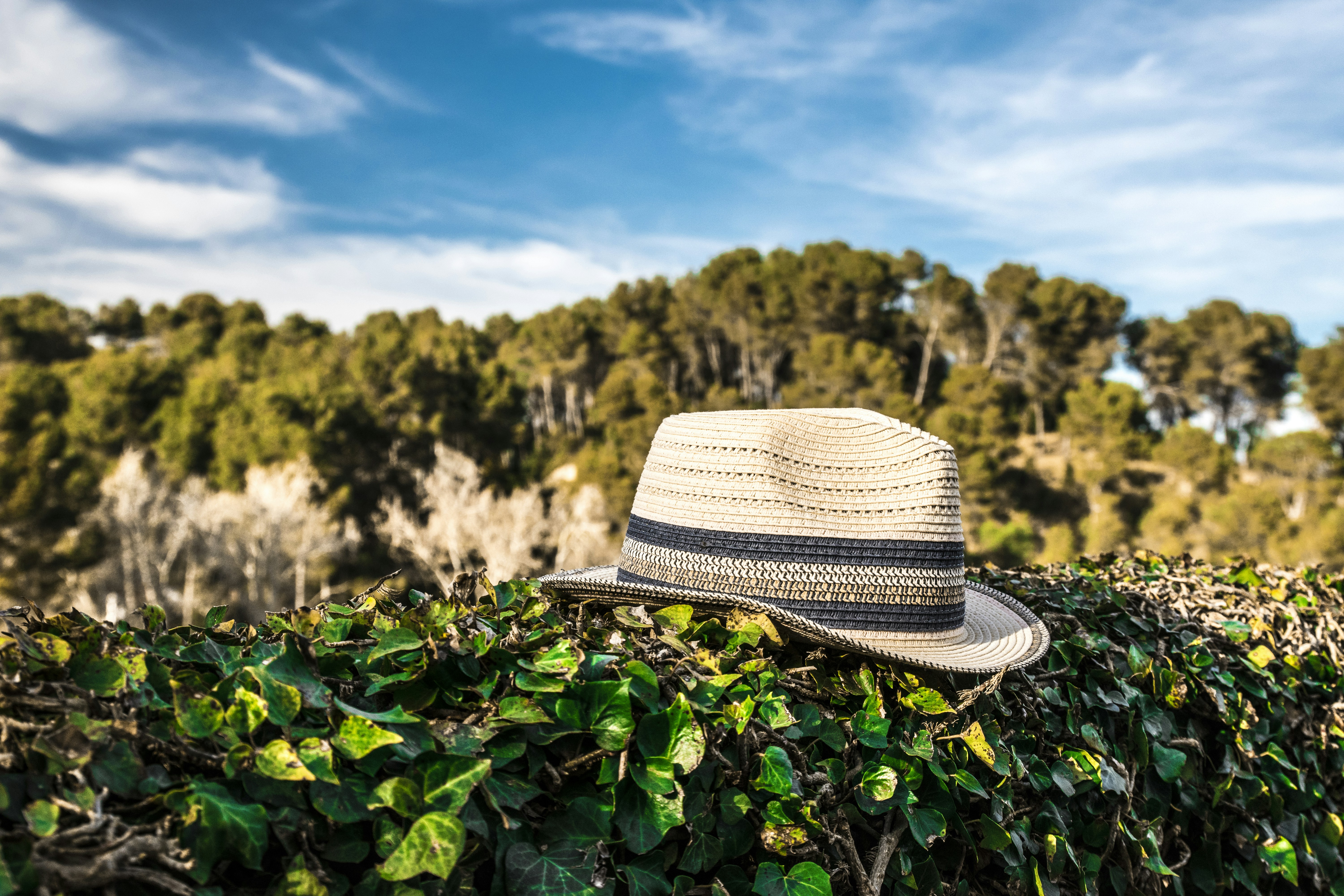 beige and black fedora hat on green-leafed plant