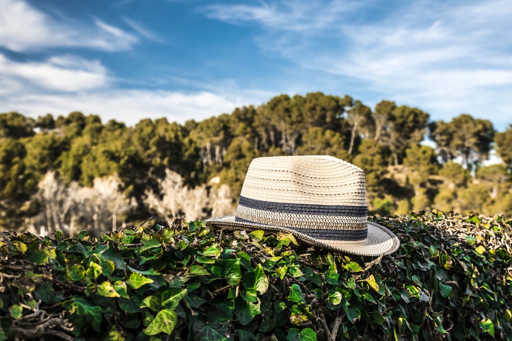 beige and black fedora hat on green-leafed plant