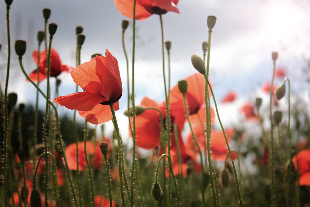 close-up photography of orange petaled flowers