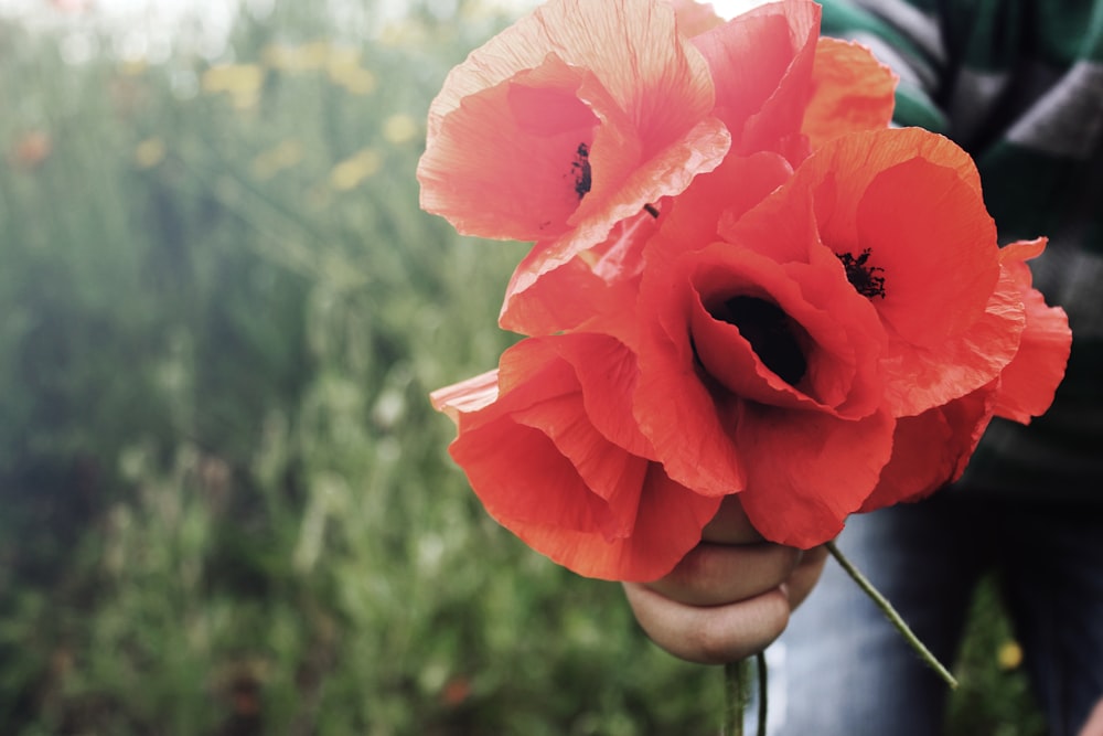 red common poppies