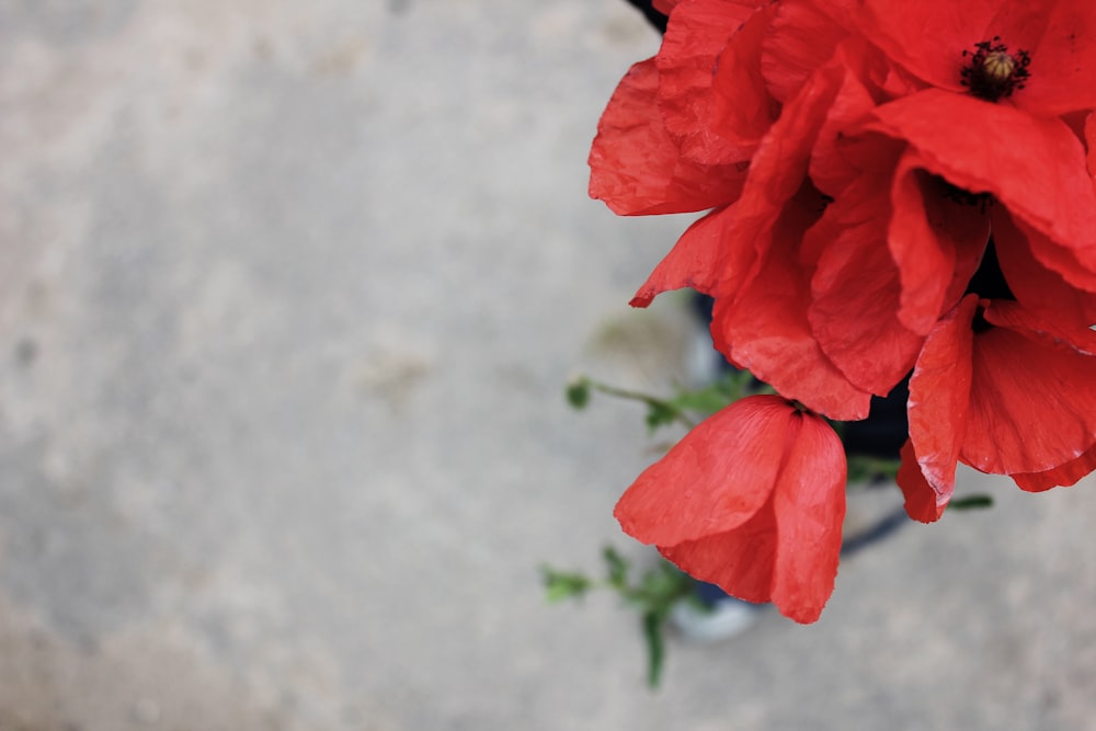 red petaled flower