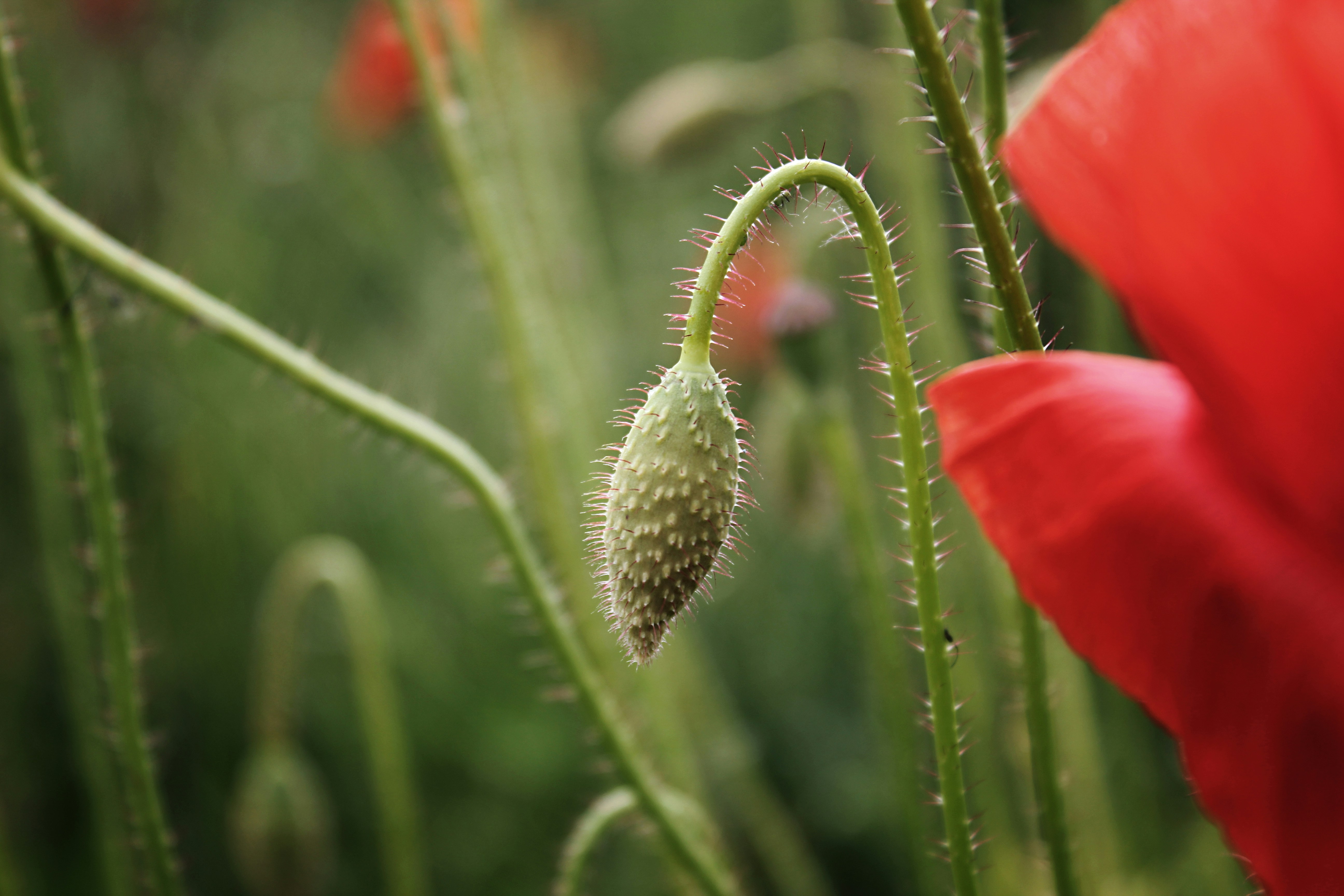 selective focus photography of flower bud