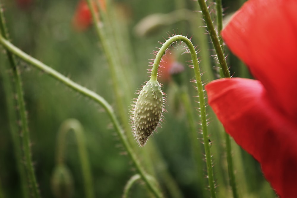 selective focus photography of flower bud