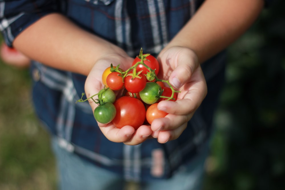 Person, die Tomaten in der Hand hält