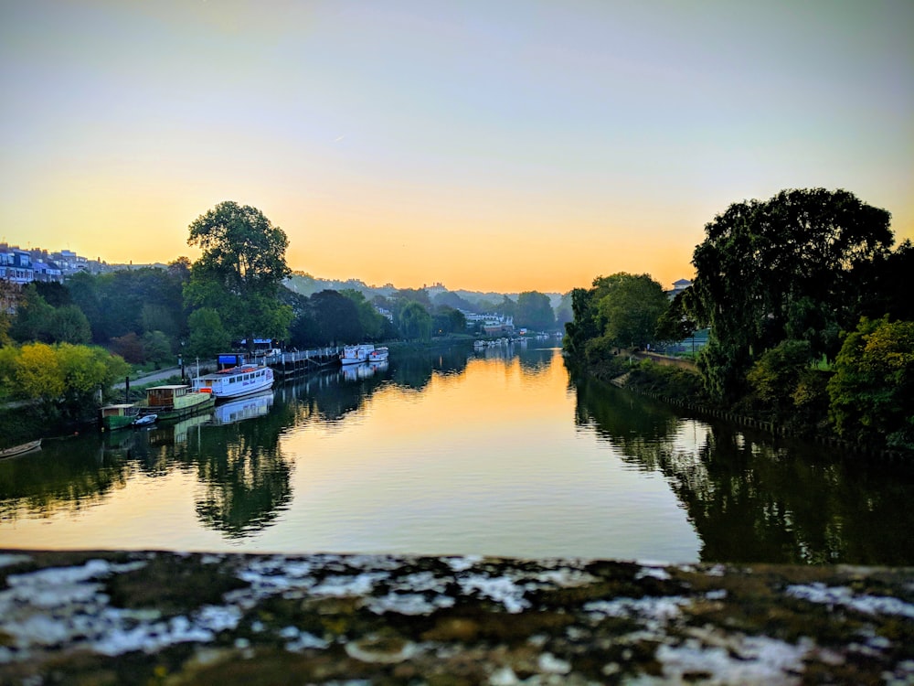 calm body of water in between tree during golden hour