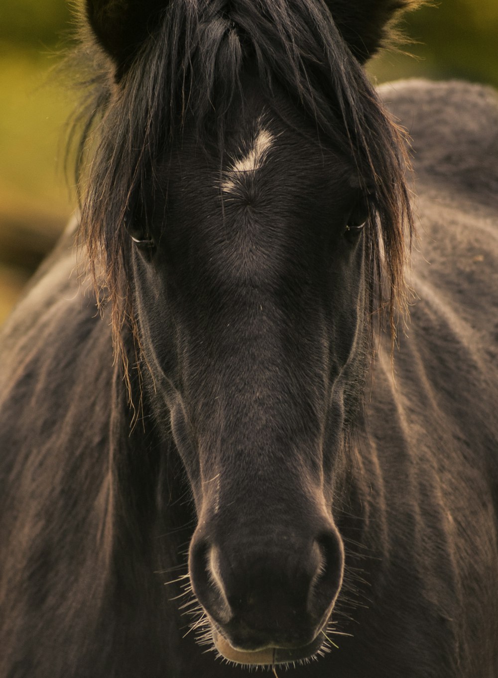 black horse