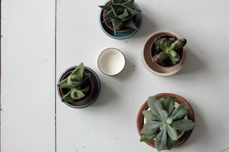 A wooden table decorated with a variety of small succulents in handcrafted ceramic pots.