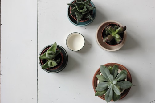 A wooden table decorated with a variety of small succulents in handcrafted ceramic pots.