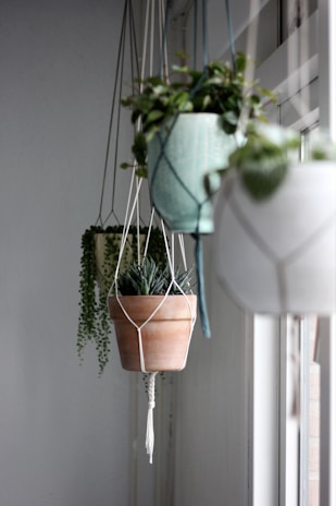 A small collection of natural fiber plant hangers gently cradling potted greenery.